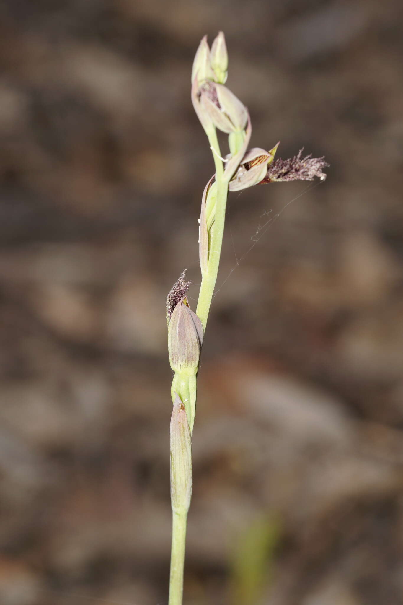 Calochilus uliginosus D. L. Jones的圖片