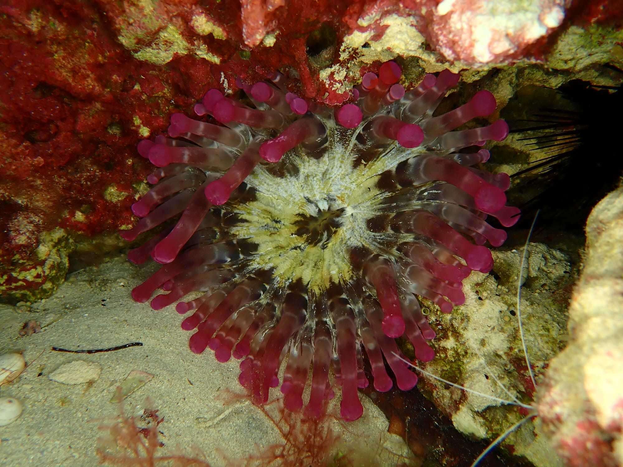Image of blunt-tentacled anemone