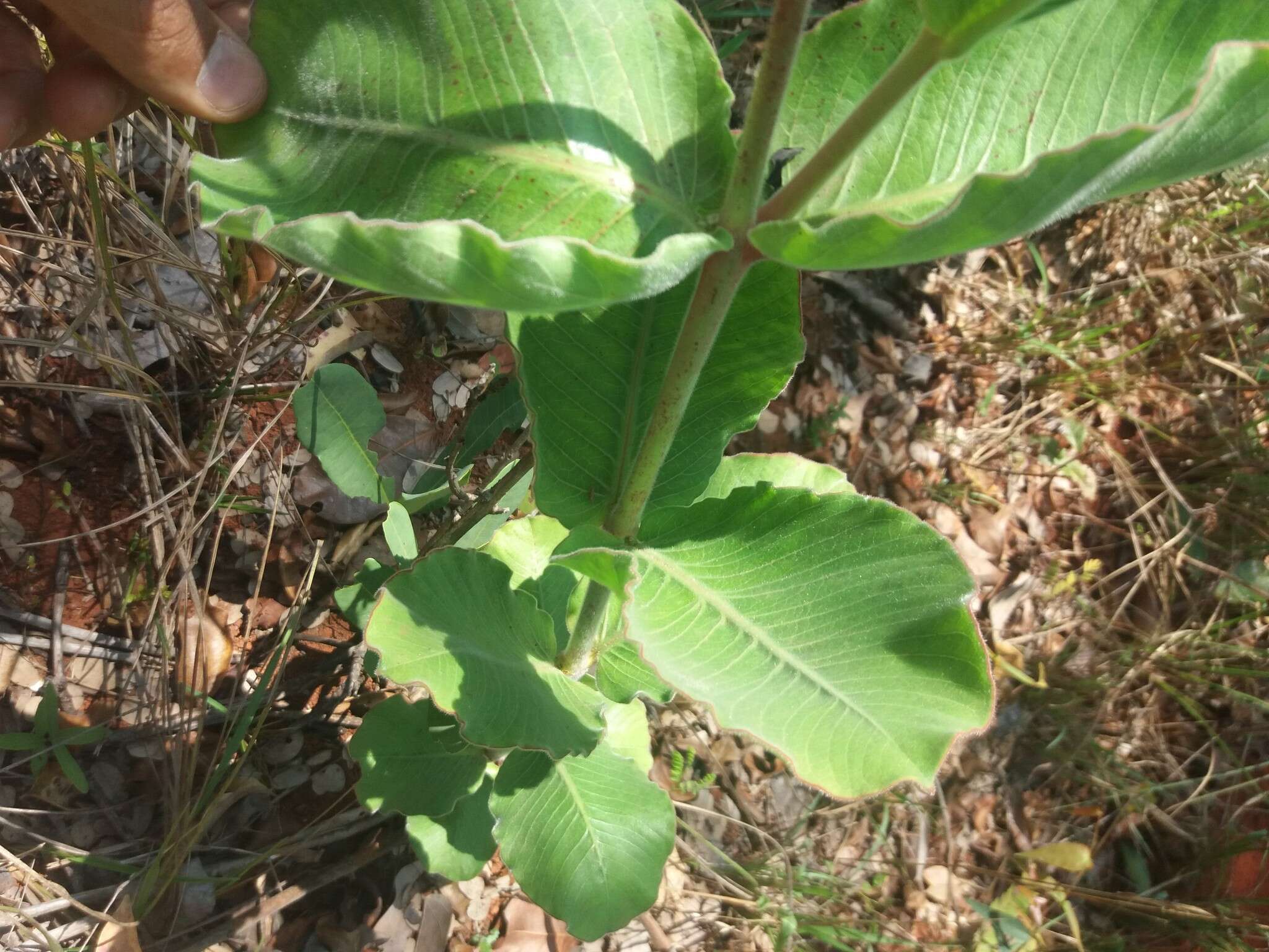 Image of Mandevilla illustris (Vell.) R. E. Woodson