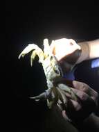 Image of Atlantic Ghost Crab