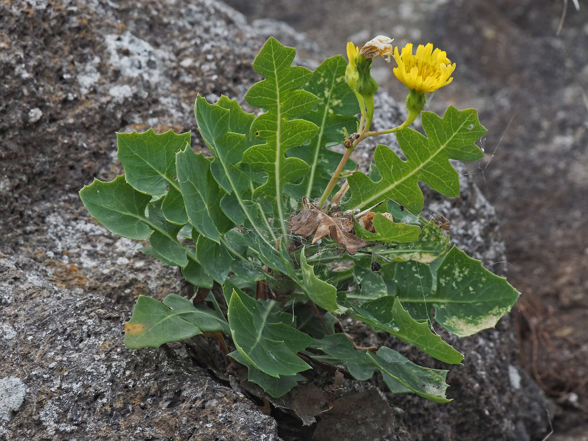 Image of Sonchus brachylobus Webb & Berth.