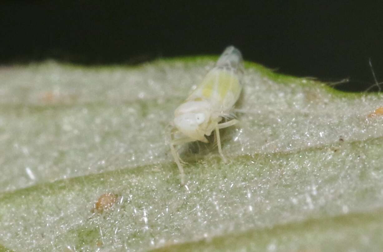 Image of Leafhopper