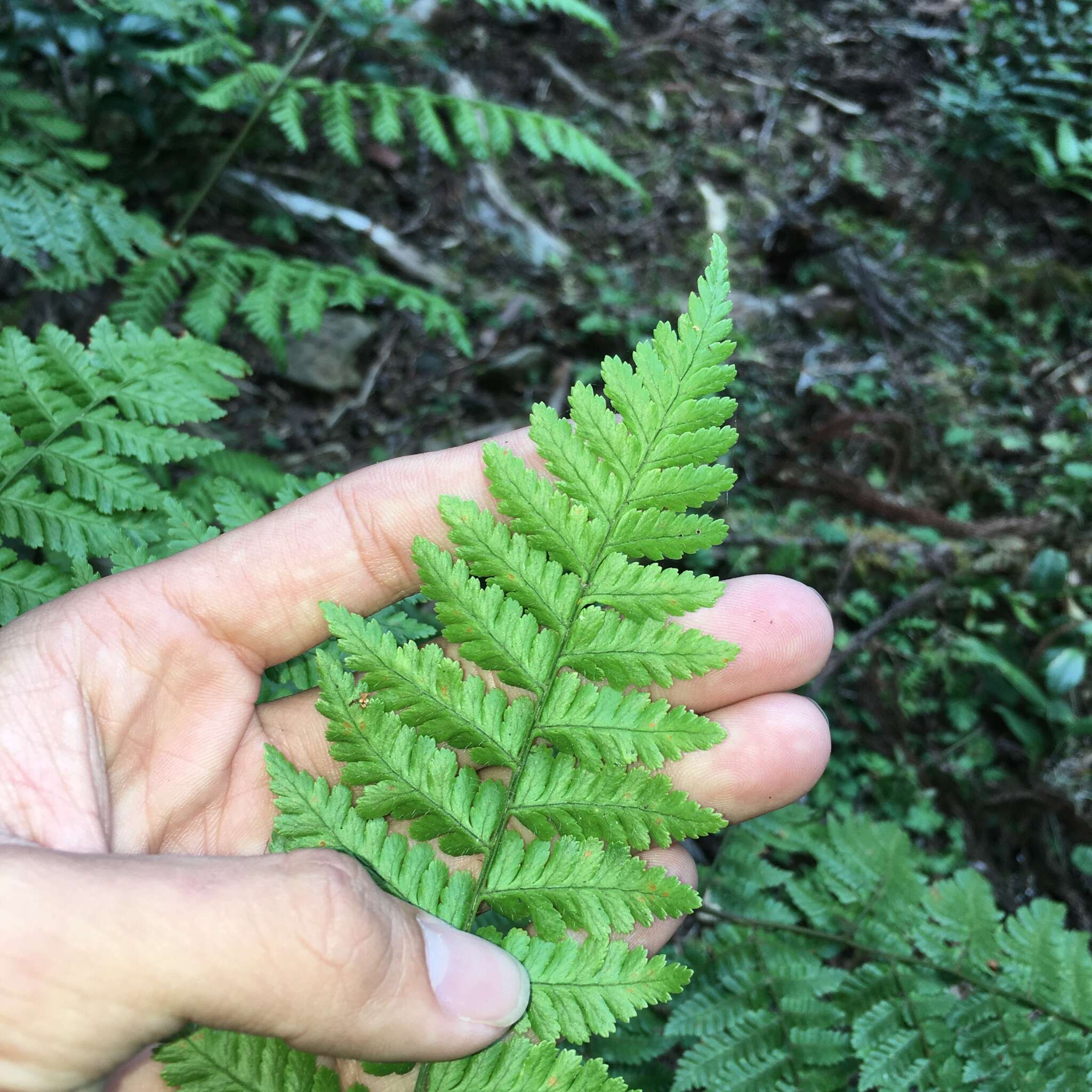 Sivun Dryopteris hendersonii (Bedd.) C. Chr. kuva