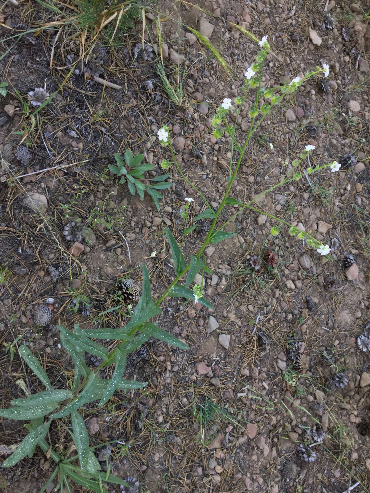 Hackelia californica (A. Gray) I. M. Johnst. resmi