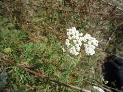 Image of Achillea nobilis subsp. nobilis