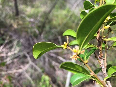 Image de Diospyros geminata (R. Br.) F. Muell.