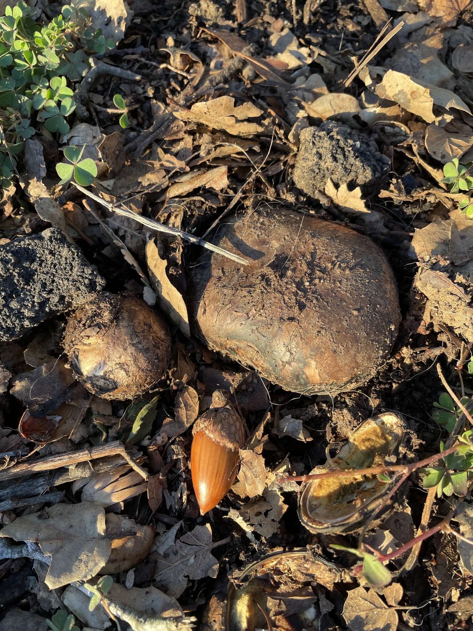 Image of Geastrum fuscoglebum (Zeller) Jeppson & E. Larss.