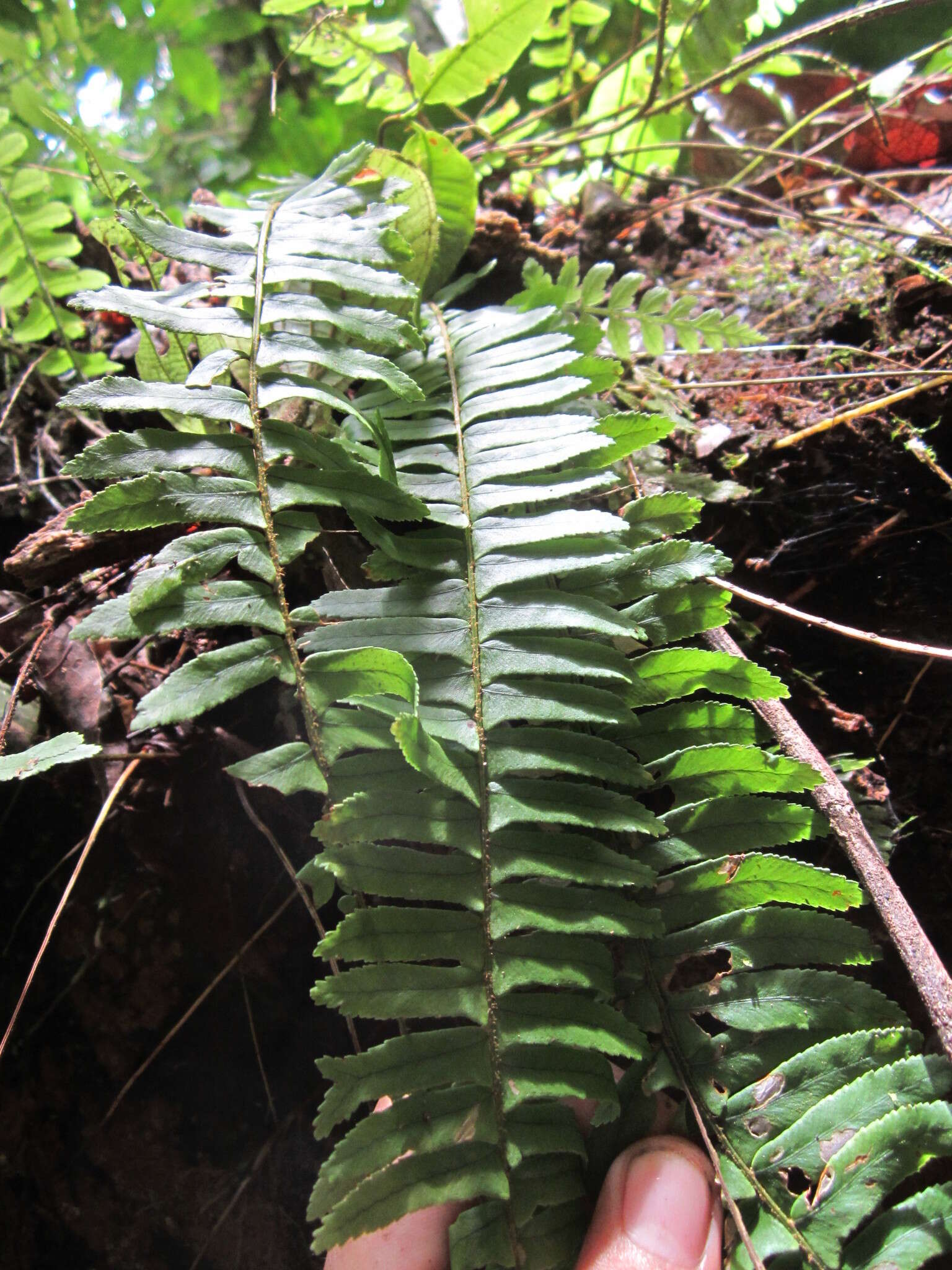 Image of Streamside Sword Fern