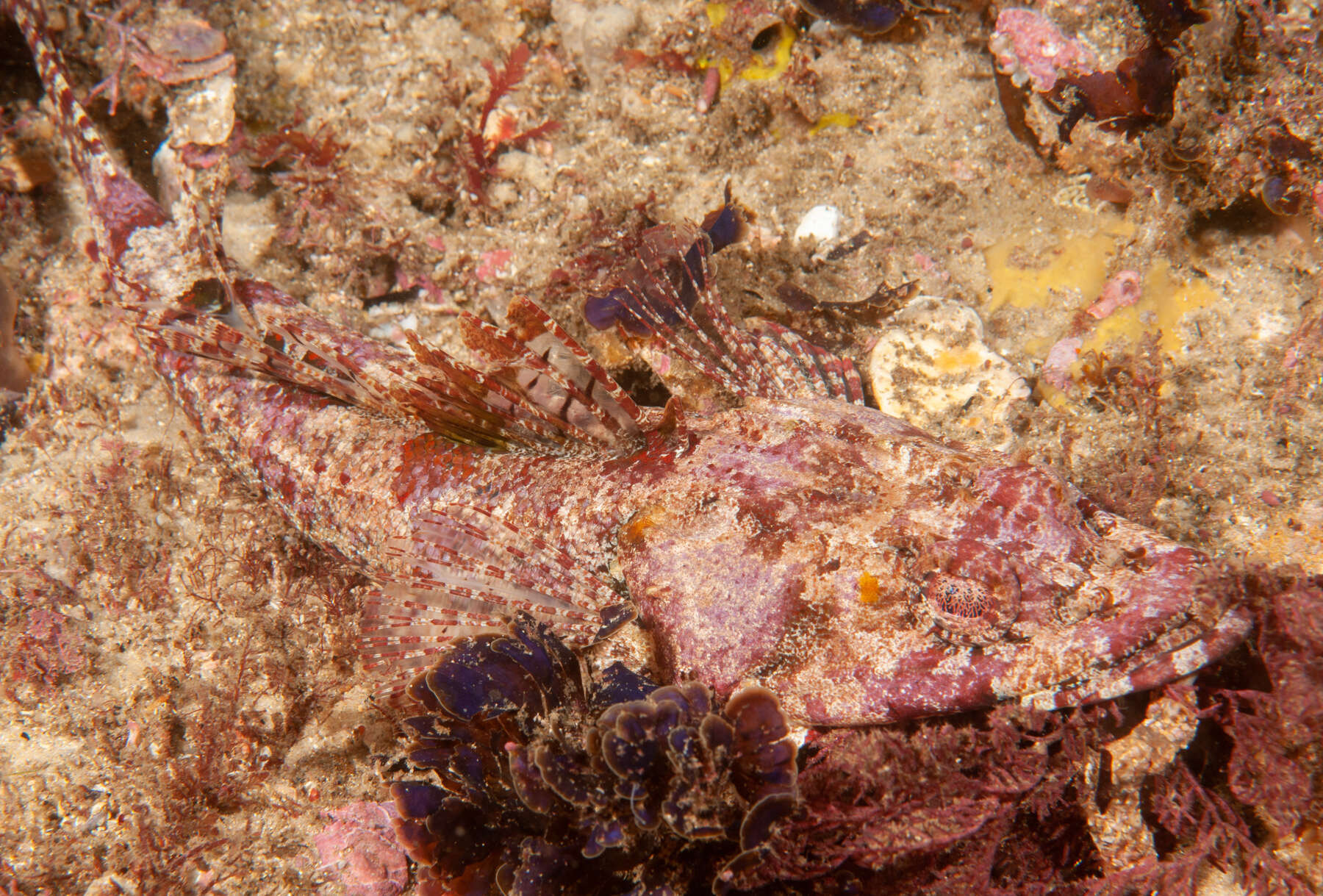 Image of Rock flathead