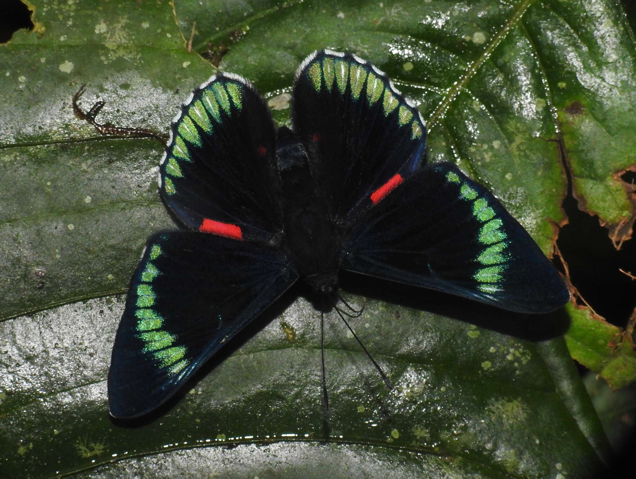 Image of Necyria duellona Westwood (1851)