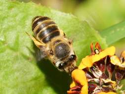 Image of Trichocolletes venustus (Smith 1862)