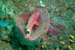 Image of Blacksaddle goatfish