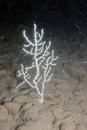 Image of Broad Sea Fan