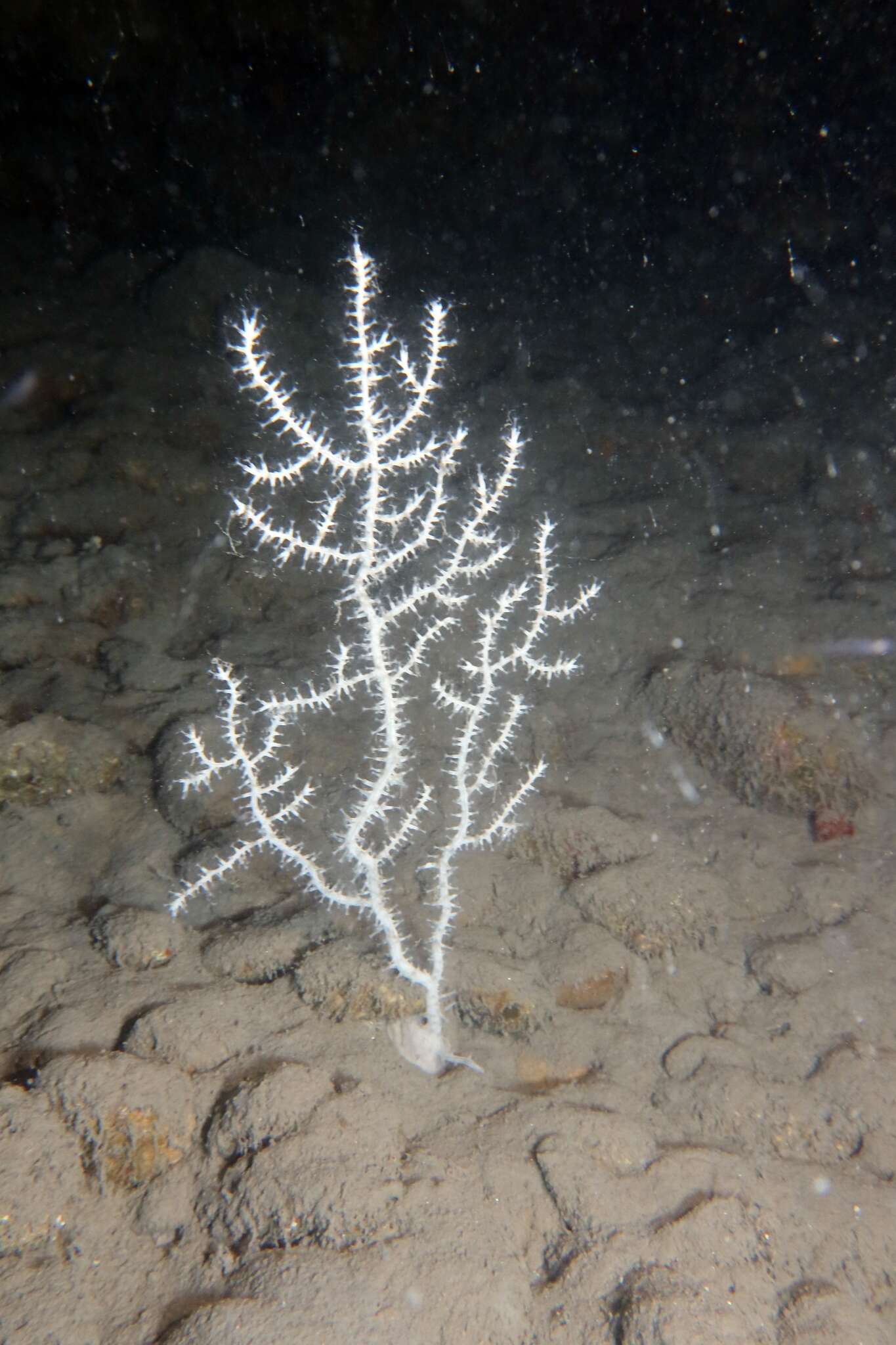 Image of Broad Sea Fan