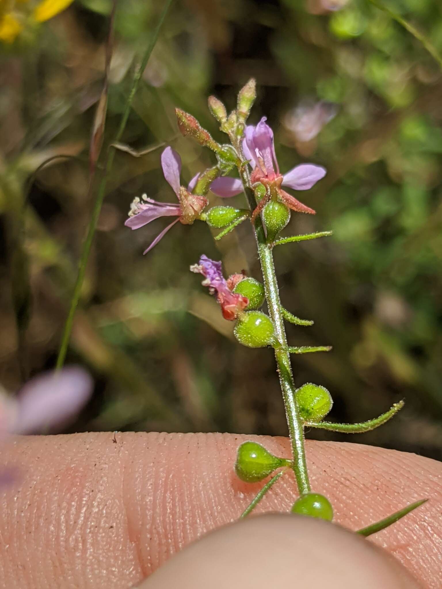 Clarkia heterandra (Torrey) H. Lewis & P. H. Raven resmi