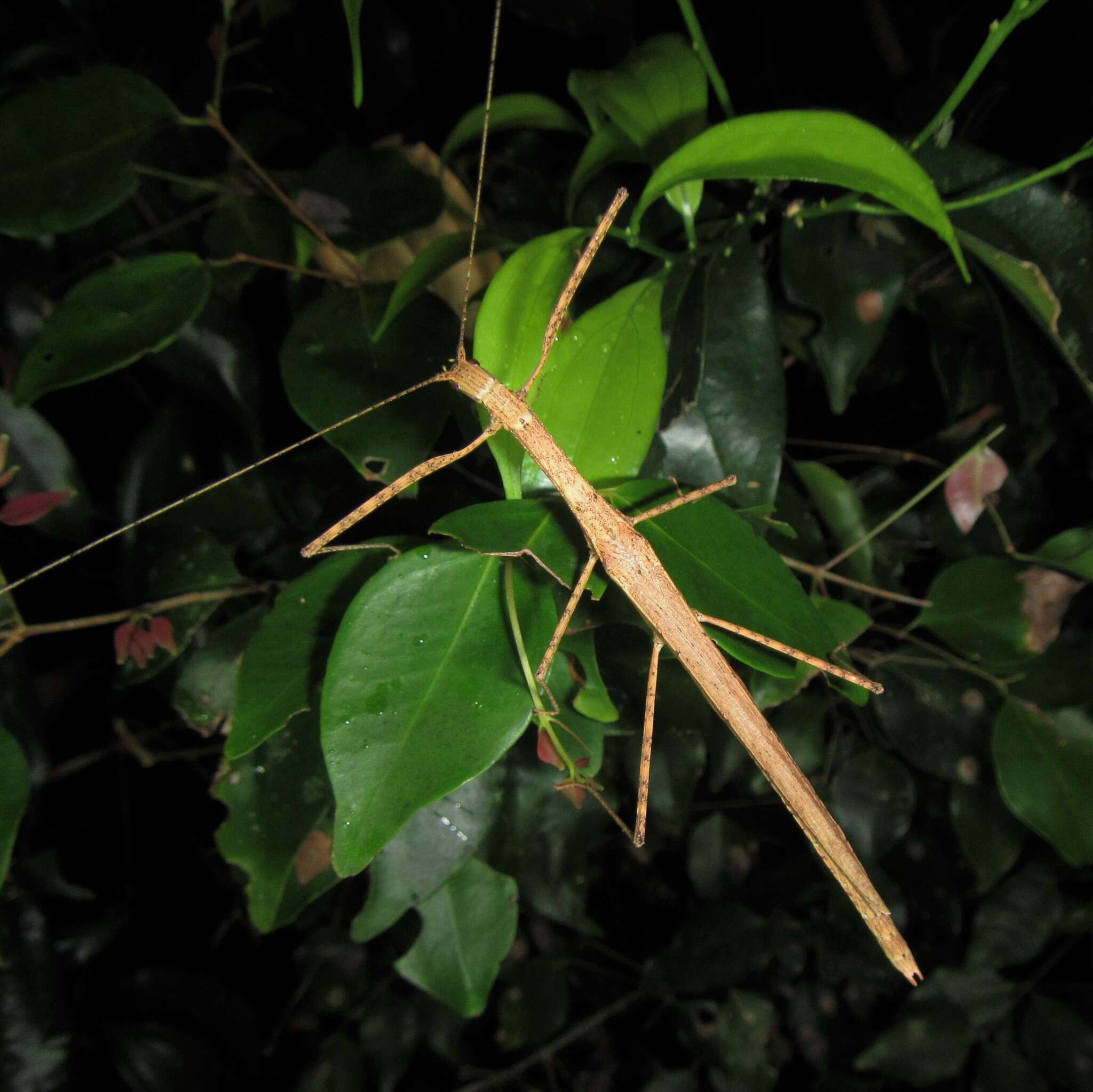 Image of Sipyloidea larryi Hasenpusch & Brock 2007