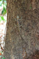 Image of Sri Lankan bloodsucker