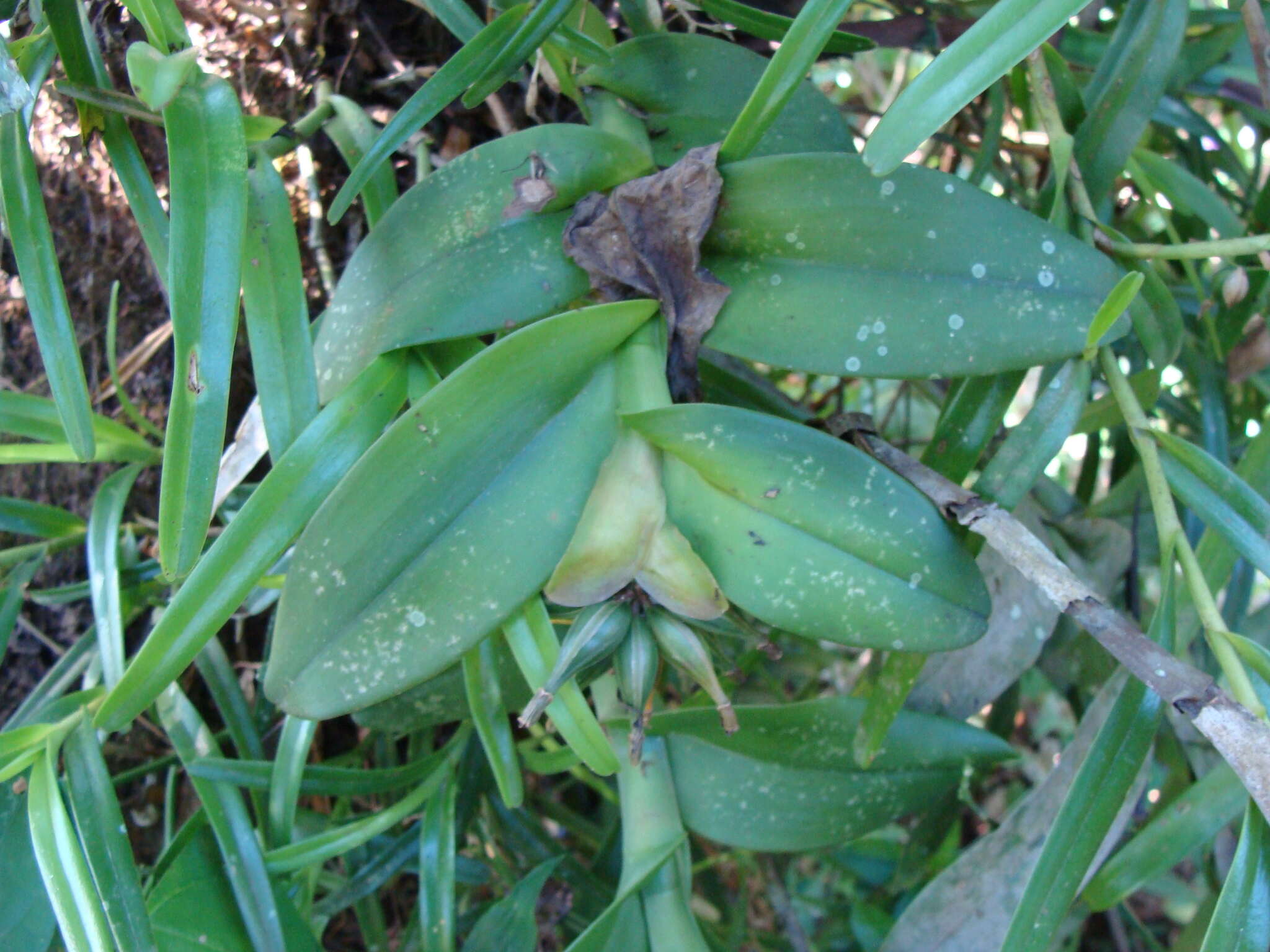 Sivun Epidendrum trianthum Schltr. kuva