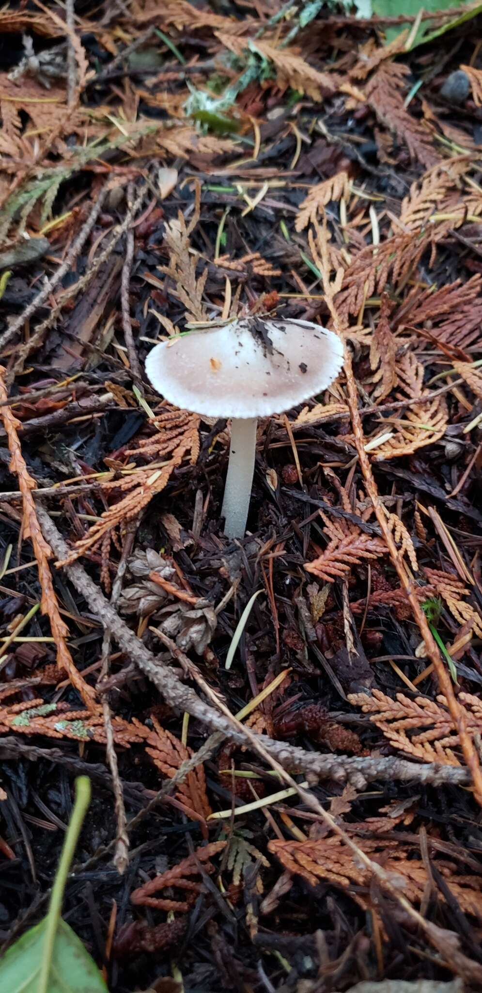 Plancia ëd Inocybe albodisca Peck 1898