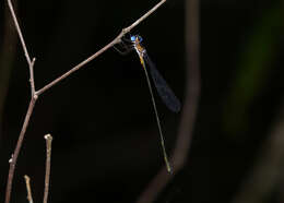 Image of Synlestes tropicus Tillyard 1917