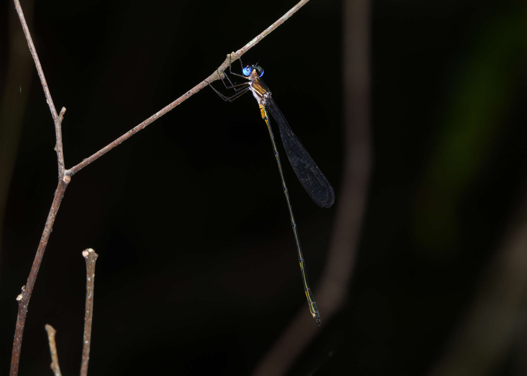 Image of Synlestes tropicus Tillyard 1917