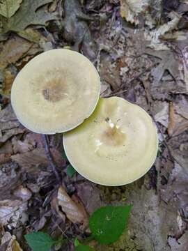 Image of Collybia alboflavida (Peck) Kauffman 1923