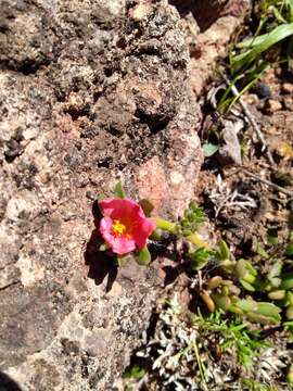 Image of Portulaca cryptopetala Speg.