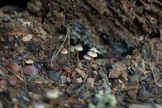 Image of Inocybe petiginosa (Fr.) Gillet 1876