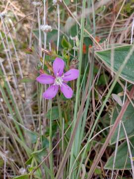 Image de <i>Acisanthera alsinaefolia</i>