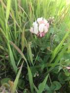 Image de Trifolium clypeatum L.