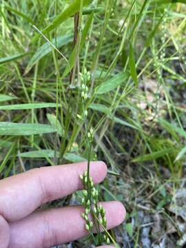 Image of yellow screwstem