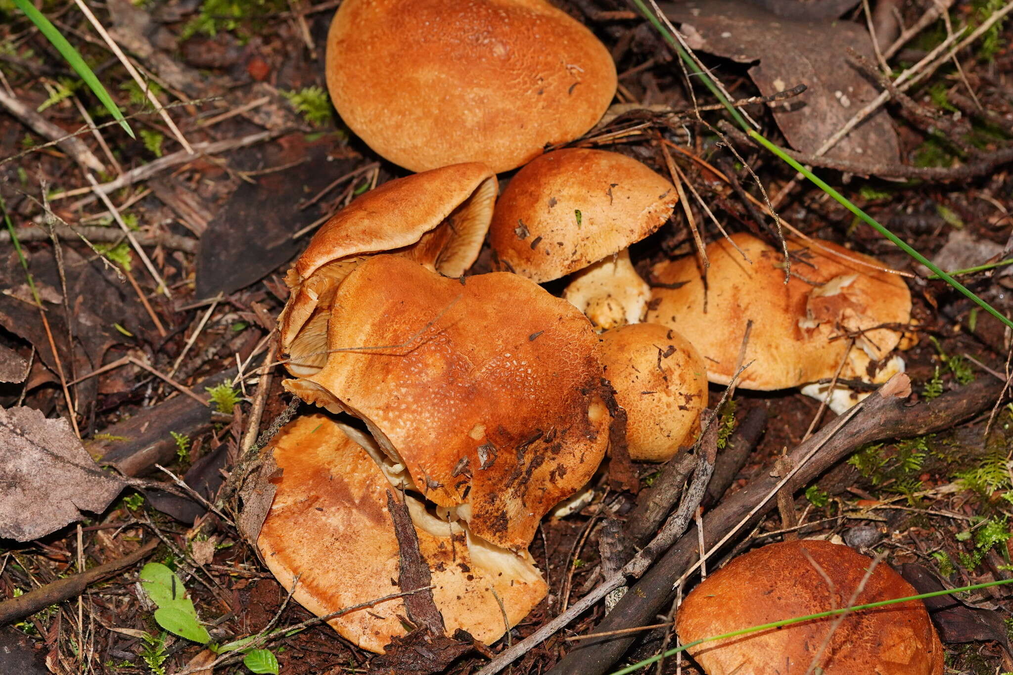 Image of Cortinarius areolatoimbricatus Cleland 1933