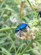 صورة Chrysochus cobaltinus J. L. Le Conte 1857