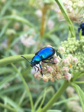 Image of Cobalt Milkweed Beetle