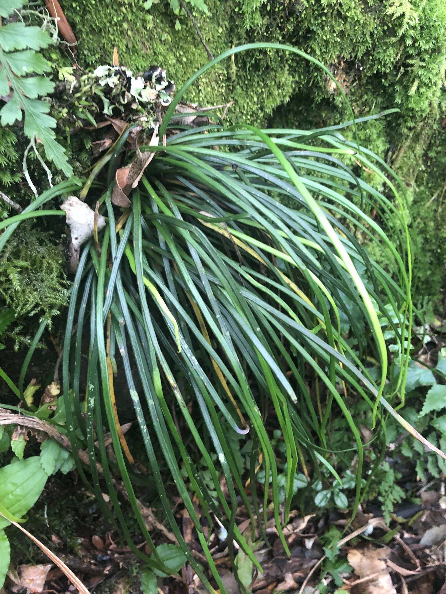 Image of Vittaria isoetifolia Bory