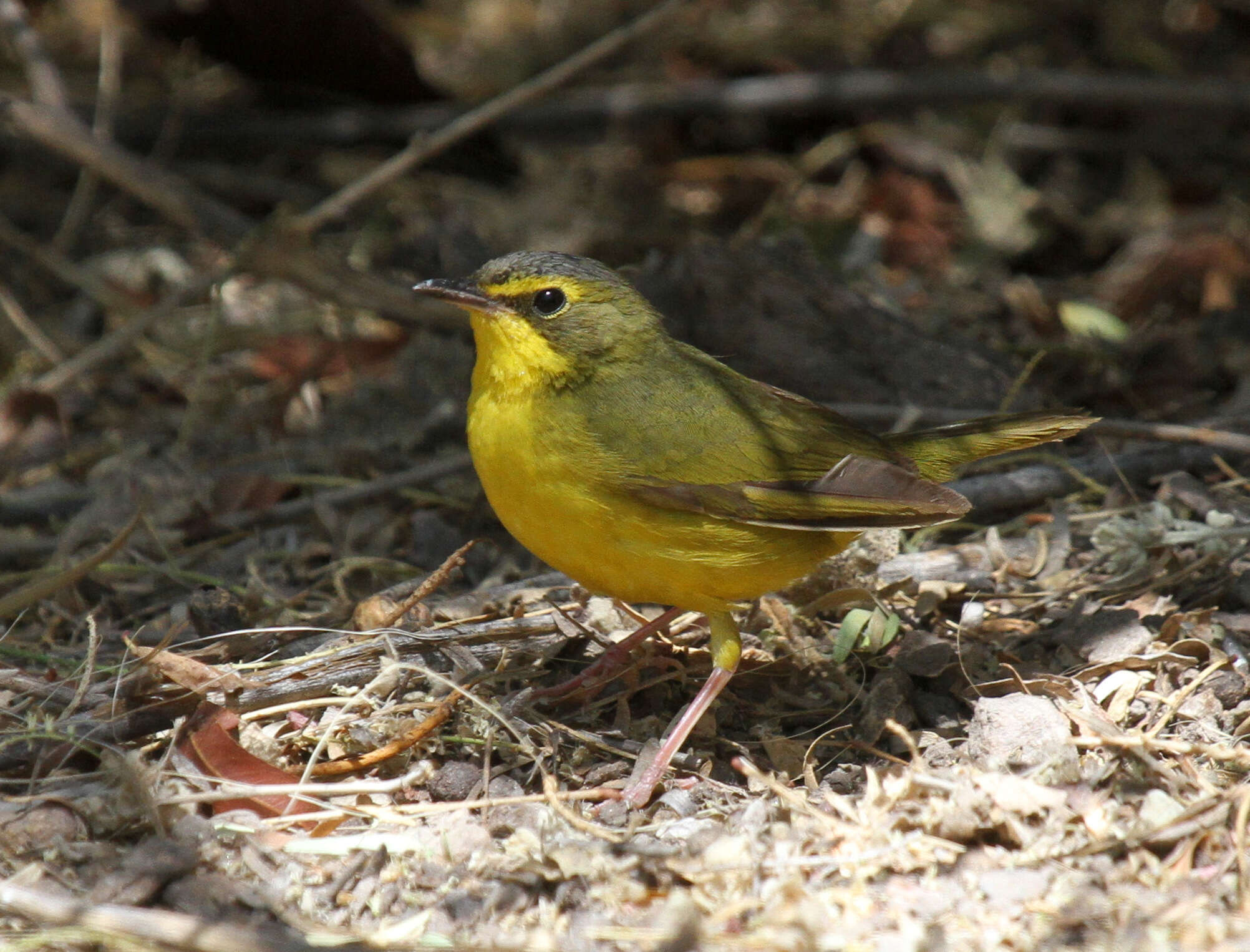 Geothlypis formosa (Wilson & A 1811) resmi