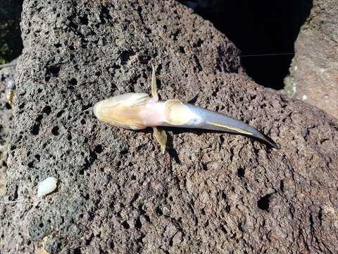 Image of Acanthogobius