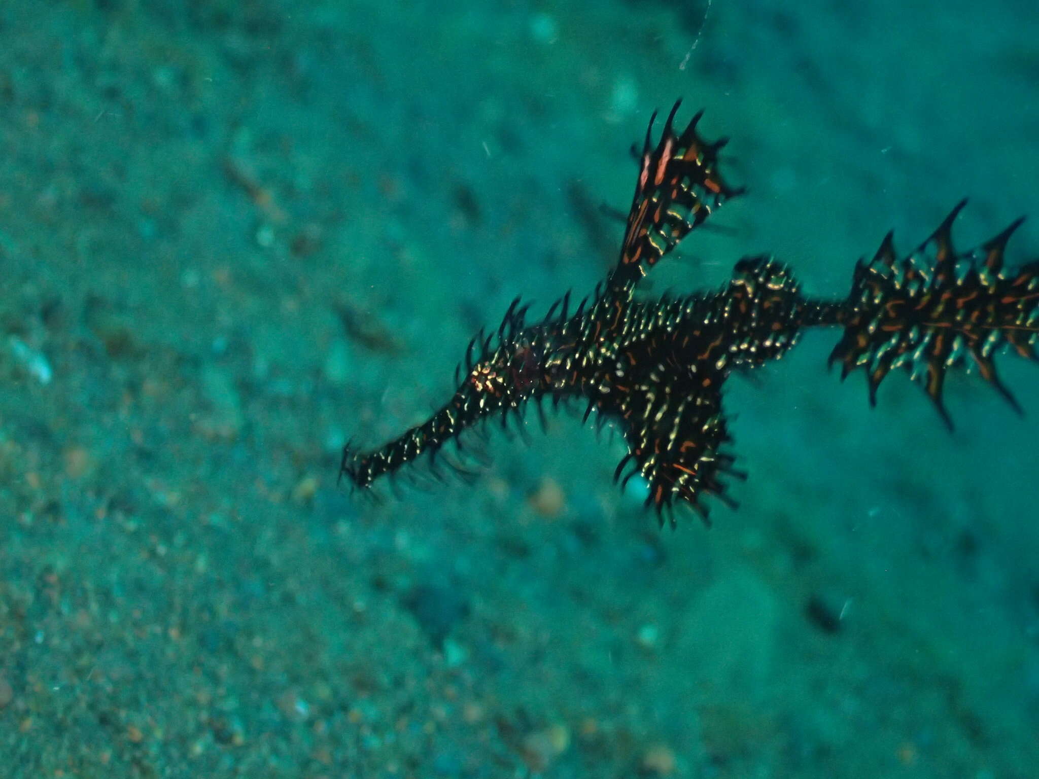 Image of Ornate ghost pipefish