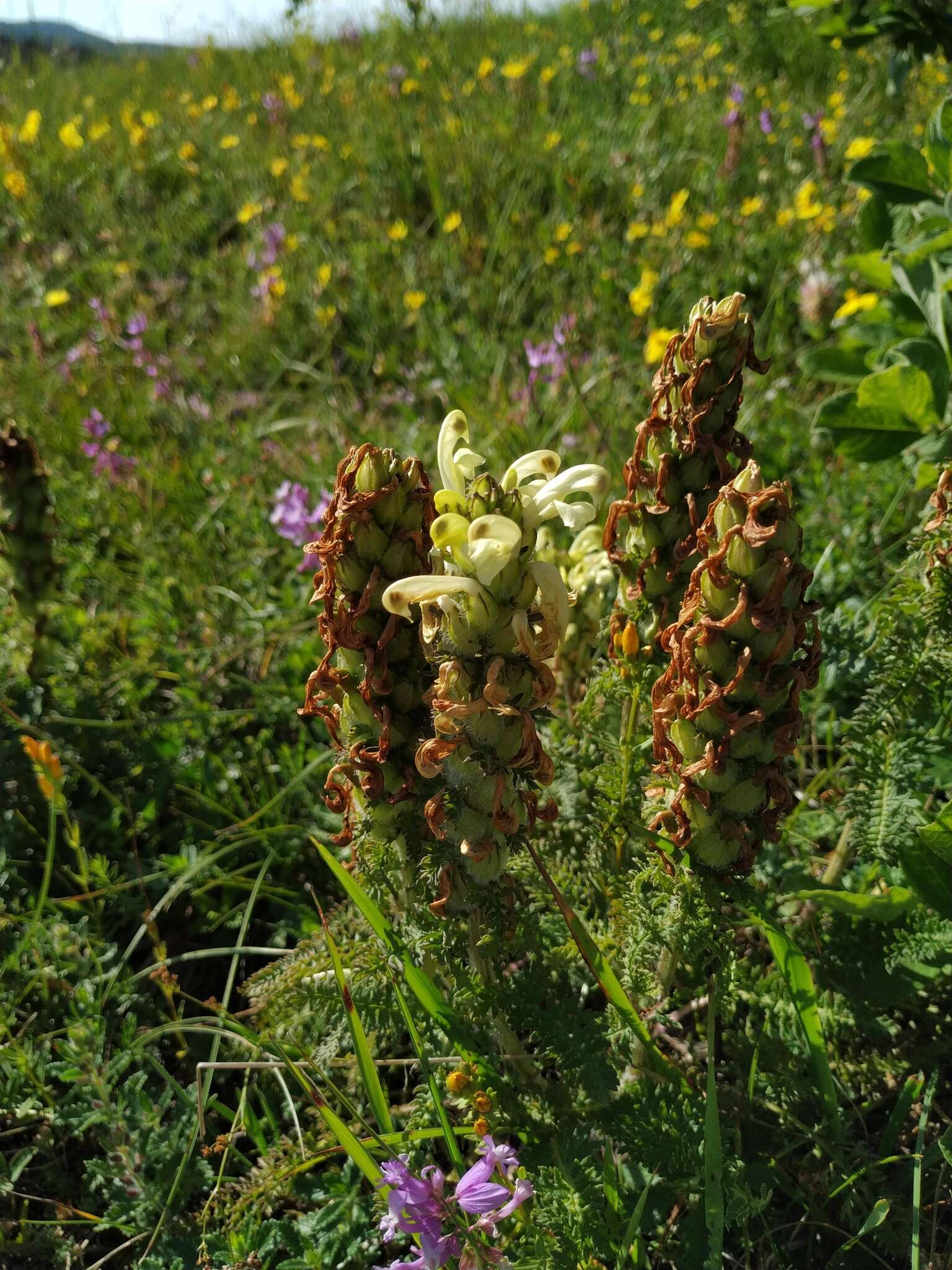 Image of Pedicularis sibthorpii Boiss.