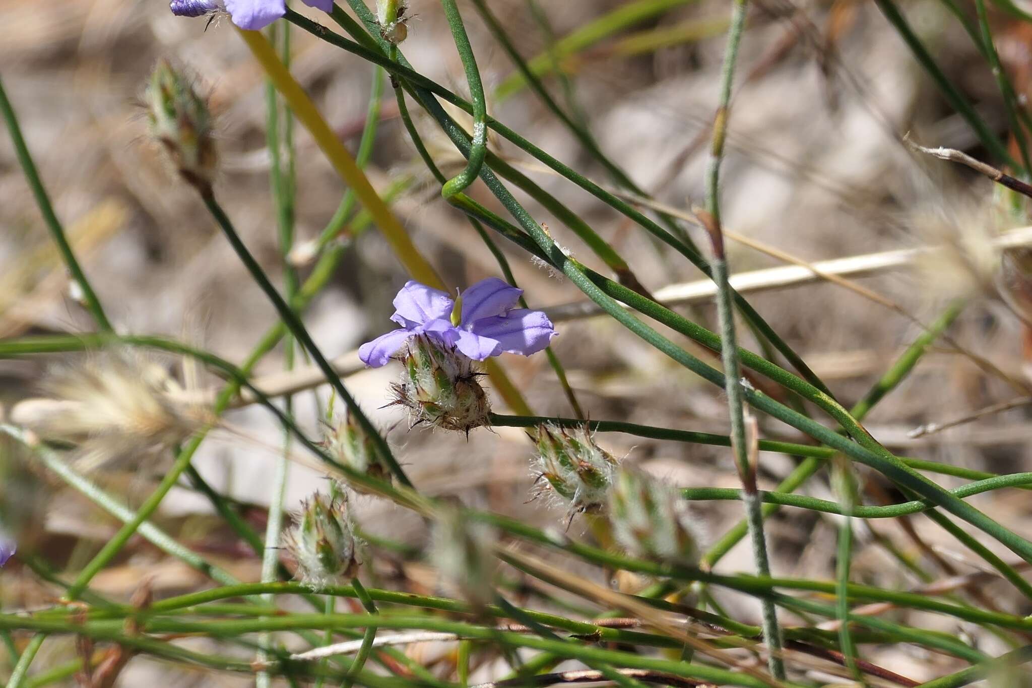 Image of Arnocrinum preisii Lehm.