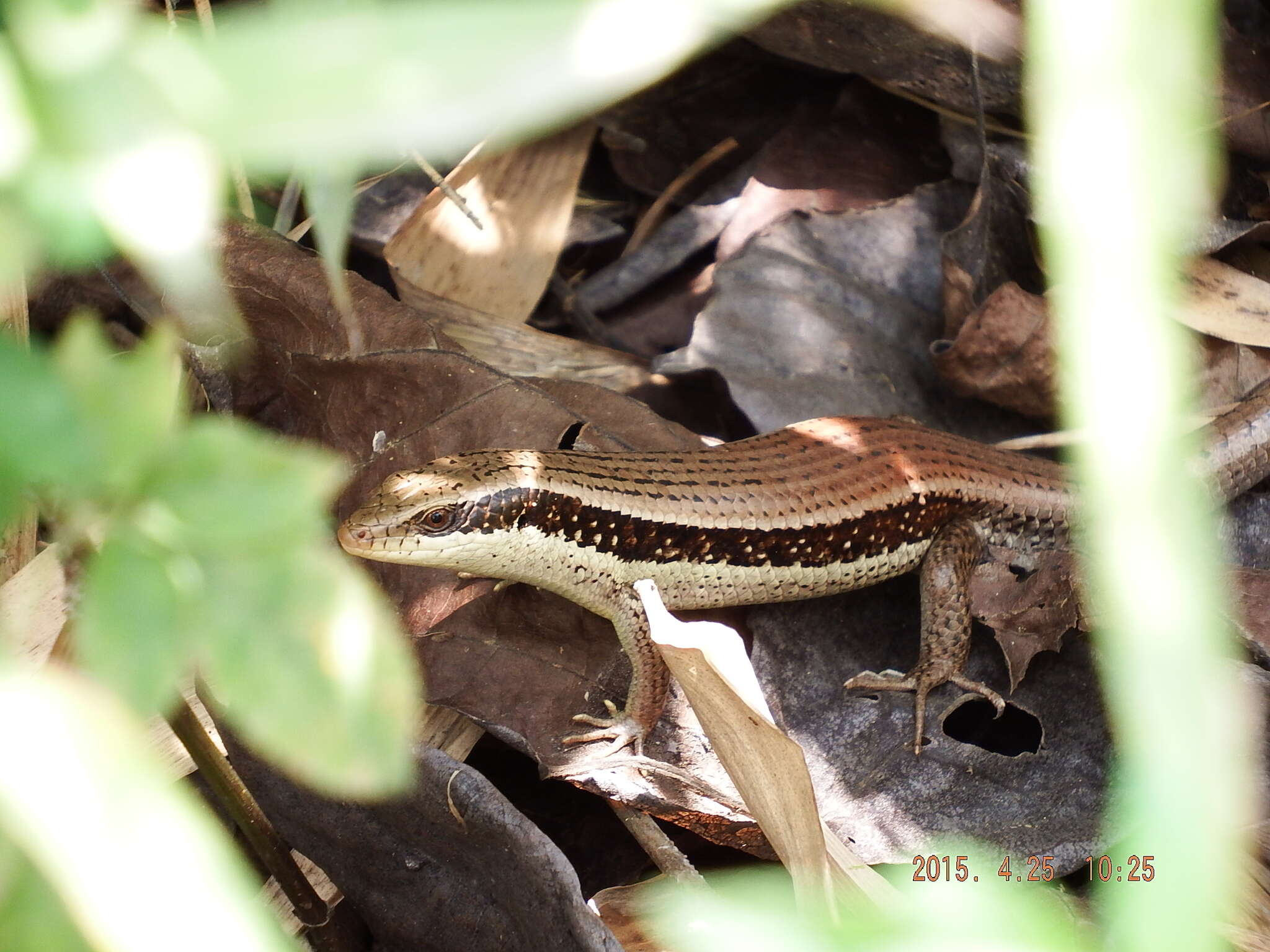 Imagem de Eutropis longicaudata (Hallowell 1857)