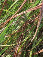 Image of Short-Bristle Horned Beak Sedge