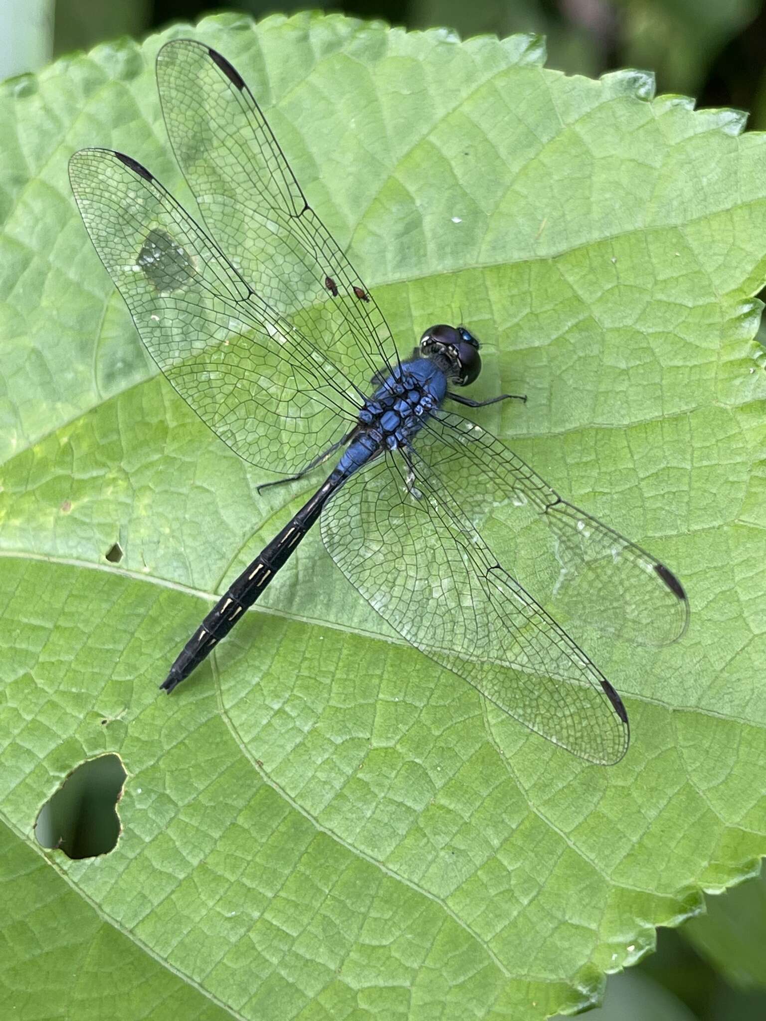 Слика од Trithemis aconita Lieftinck 1969