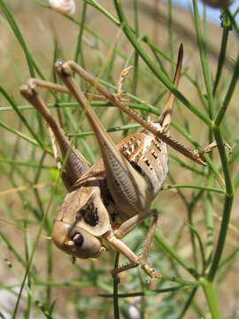 Image of Decticus loudoni Ramme 1933