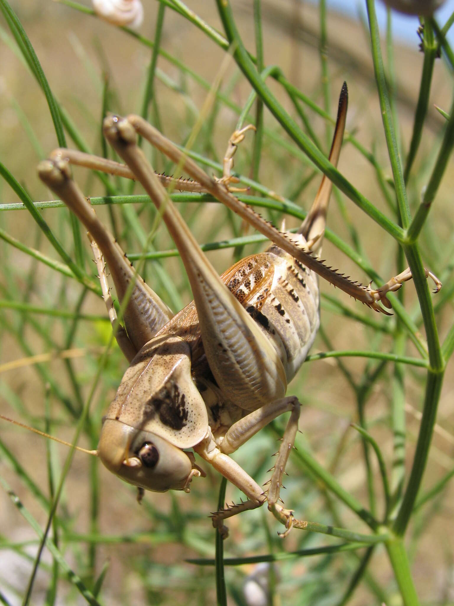 Image de Decticus loudoni Ramme 1933