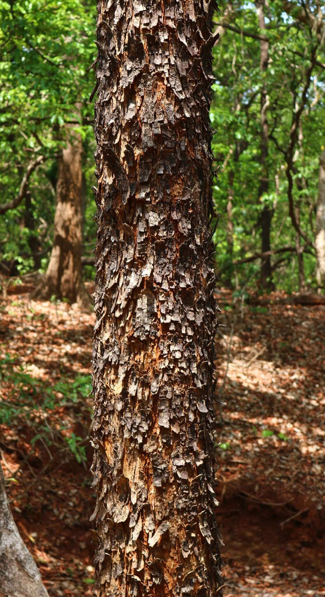 Image of albizia