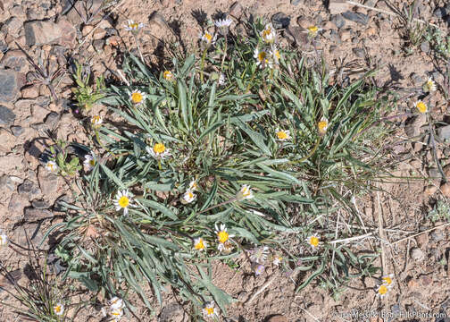 Image de Erigeron eatonii var. sonnei (Greene) G. L. Nesom