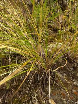 Image de Festuca sibirica Hack. ex Boiss.