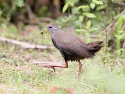 Image of Brown Crake