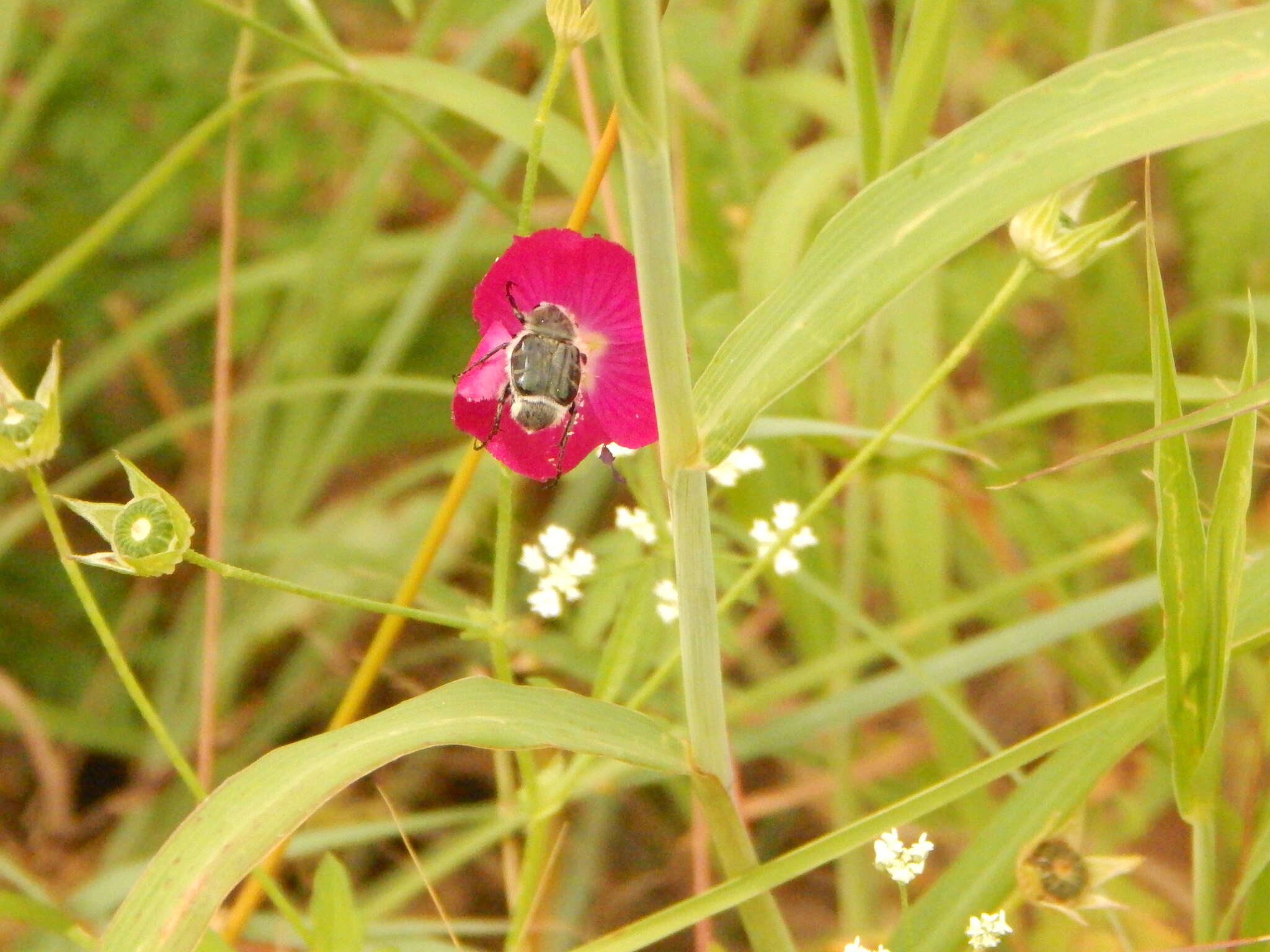 Image of Texas Flower Scarab